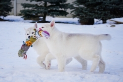 Hope - Wspolne zabawy szczeniat 11 tygodni